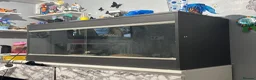 Python Snake reptiles for sale: Ball python  in Uxbridge - Advert 1