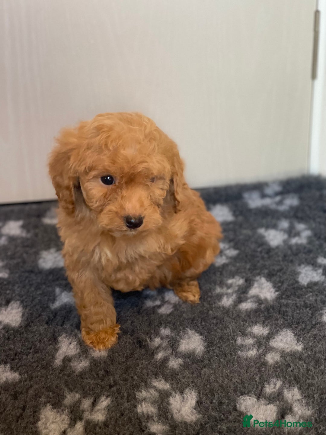 Cockapoo dogs for sale: Adorable cockapoo pups - Advert 10