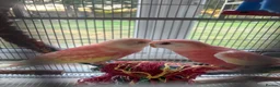 Parakeets birds for sale: 2 bourke parakeets  in Basildon - Advert 3