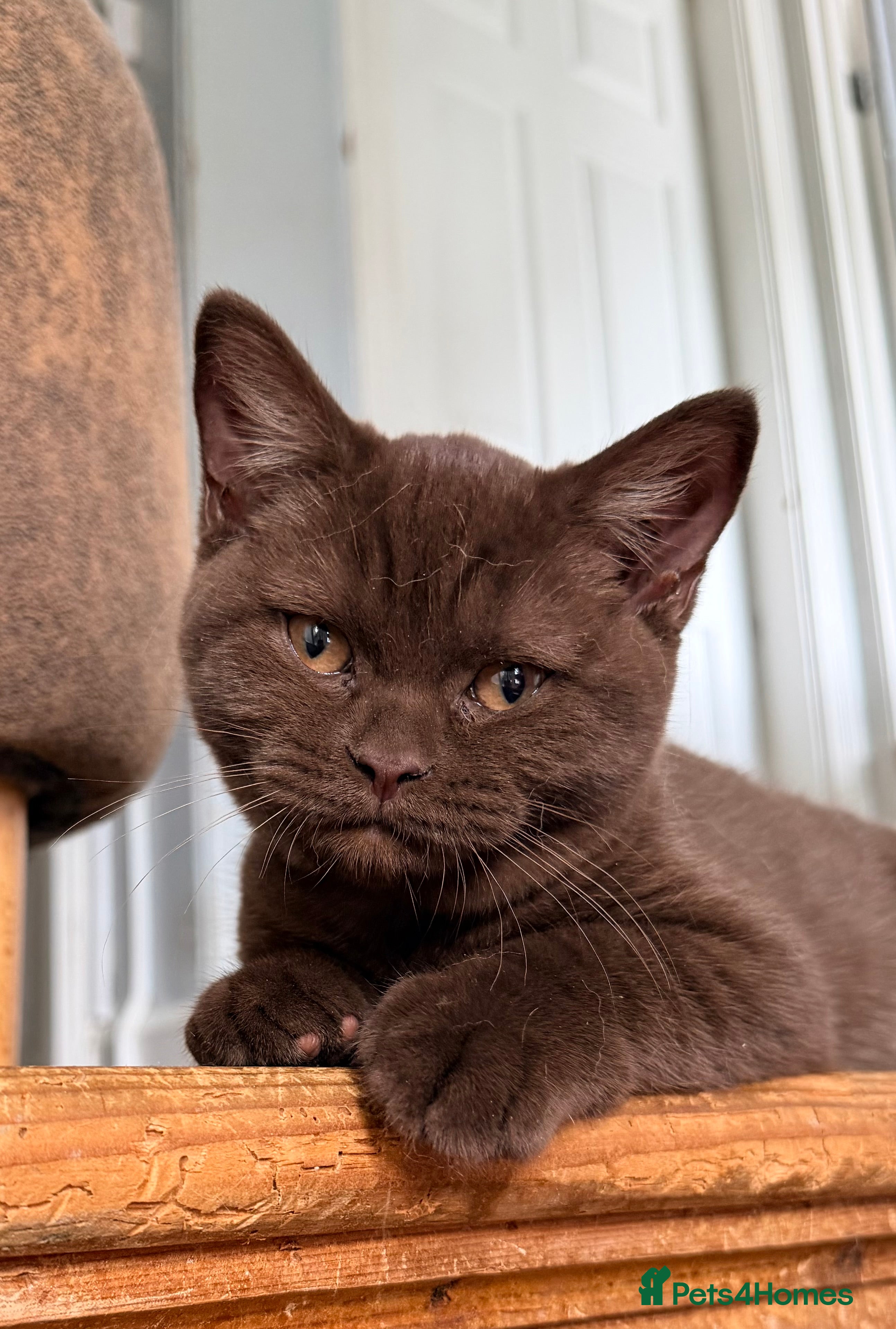British Shorthair cats Stunning chocolate BSH girl available  - Advert 1
