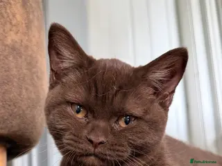 British Shorthair cats Stunning chocolate BSH girl available - Advert 1
