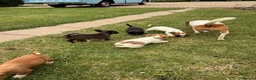 Mixed Breed dogs for sale: Beautiful Jack Russell puppies.  - Advert 9