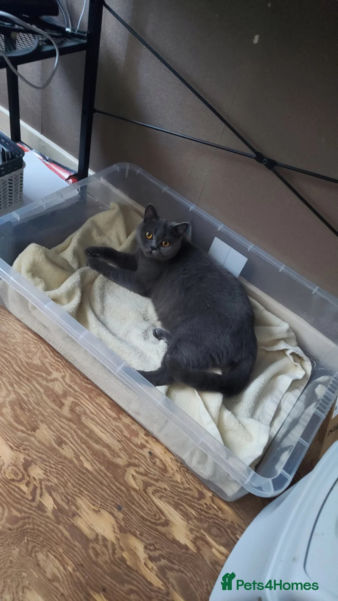 British Shorthair cats for sale: British short hair kittens  - Advert 1