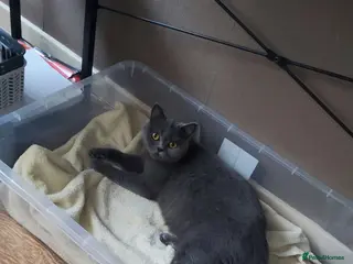 British Shorthair cats British short hair kittens - Advert 1