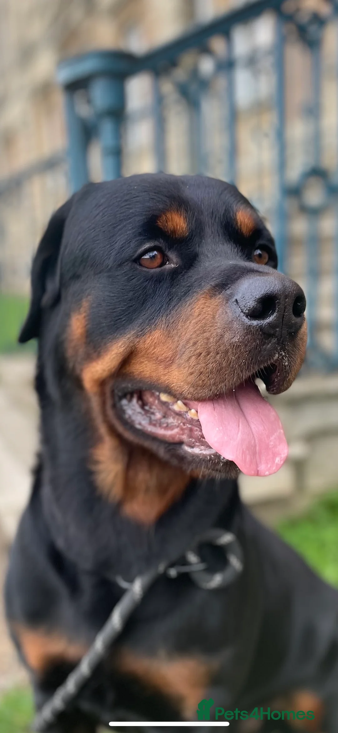 Rottweiler dogs for stud: •PROVEN •Very experienced stunning Rottweiler Stud in Doncaster - Advert 15