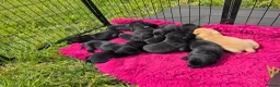 Labrador Retriever dogs for sale: READY TO LEAVE! 1 Black bitch 1 yellow dog left - Advert 11
