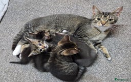 Mixed Breed cats for sale: Beautiful kittens  - Image 13