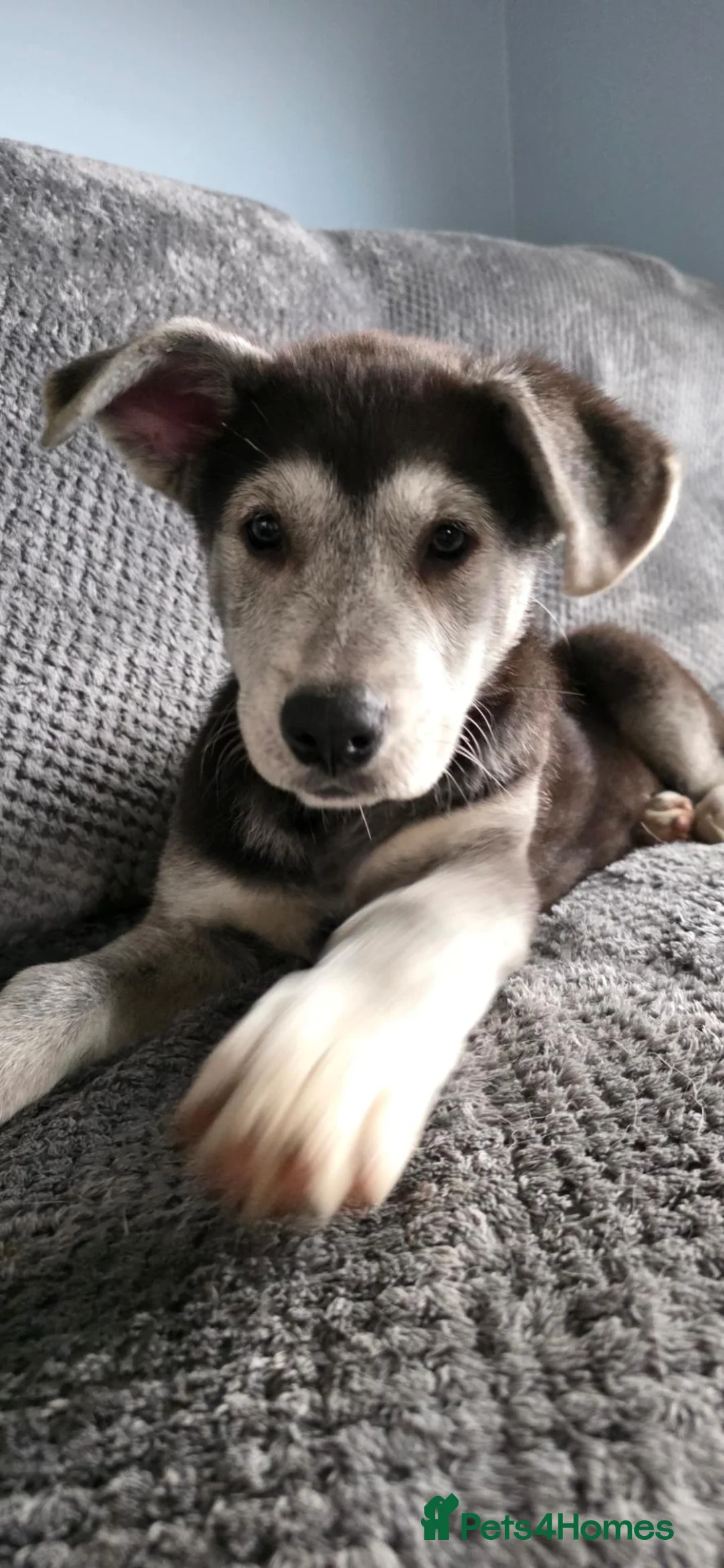 Shepsky dogs for sale: Shepsky puppies  - Advert 2