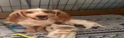 Cocker Spaniel dogs for sale: Beautiful cocker spaniel puppies  - Advert 12