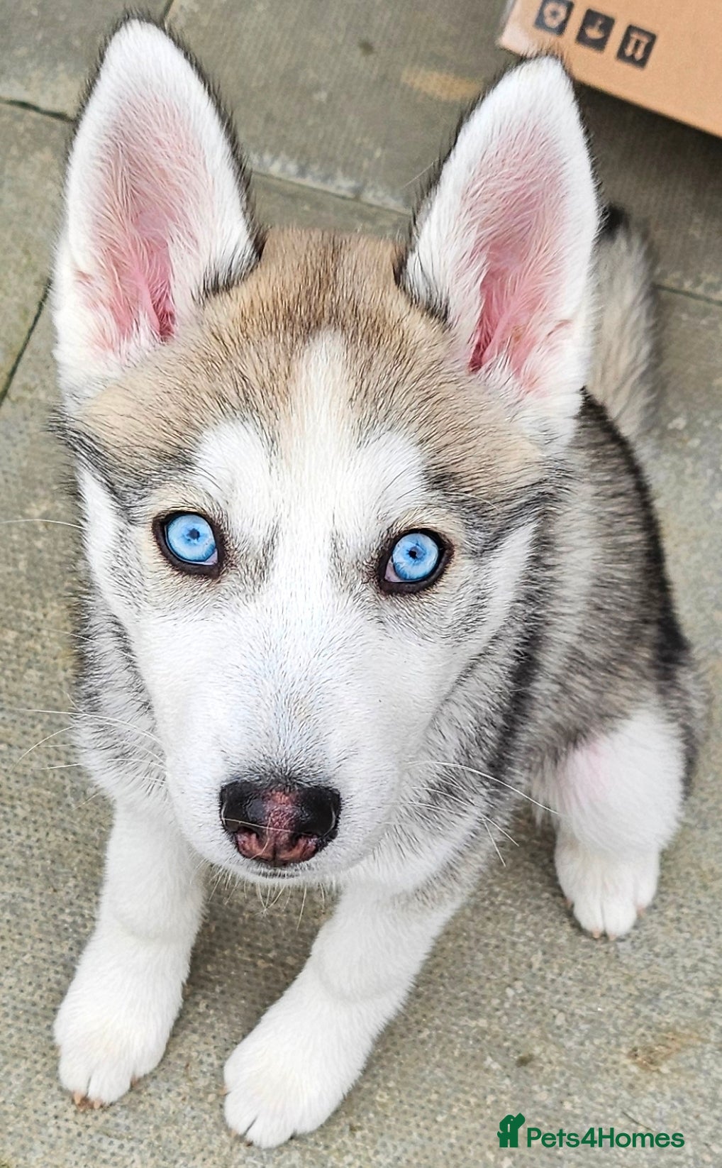 Siberian Husky dogs Siberian Husky puppy for sale 5 months - Advert 2