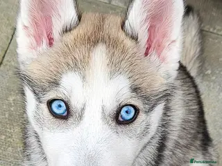 Siberian Husky dogs Siberian Husky puppy for sale 5 months - Advert 2