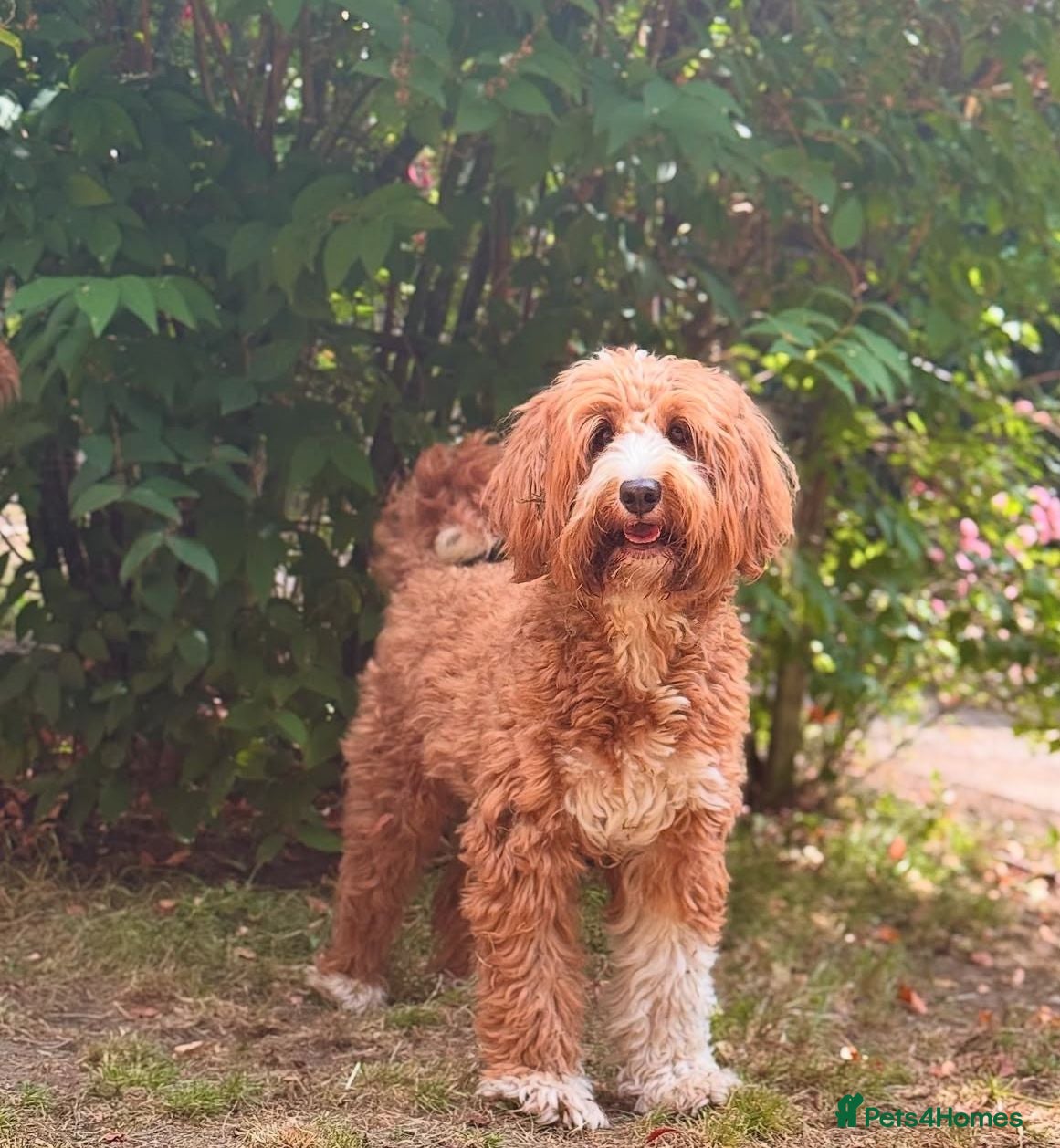 Australian Labradoodle dogs ⭐WALA Australian Labradoodles 2 pupps remaining ⭐ - Advert 6
