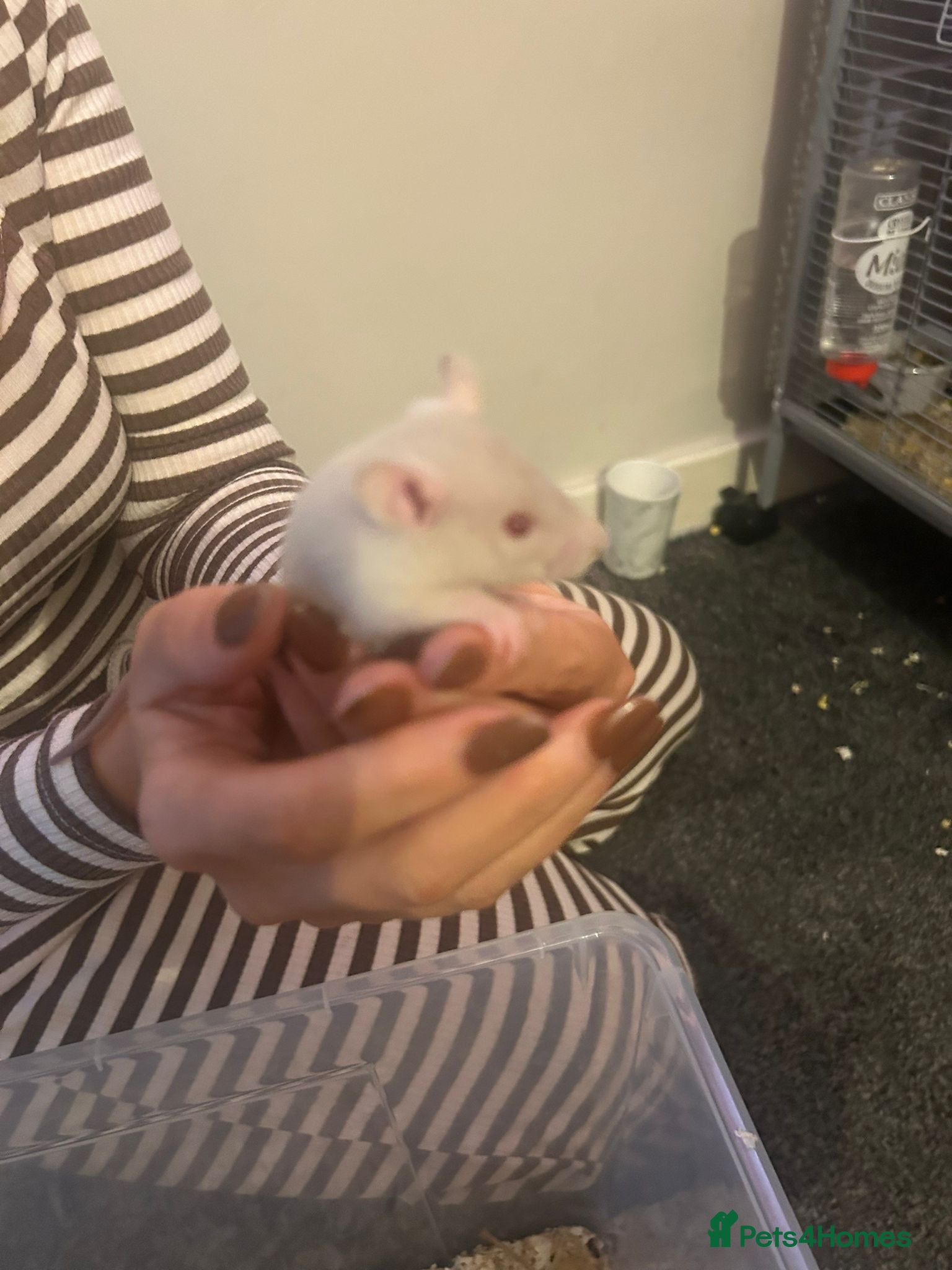 Rat rodents Baby rats  - Advert 14