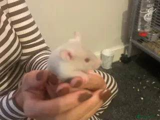 Rat rodents Baby rats - Advert 14