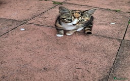 British Longhair cats for sale: 3 beautiful kittens for sale (ready to leave asap) - Image 3