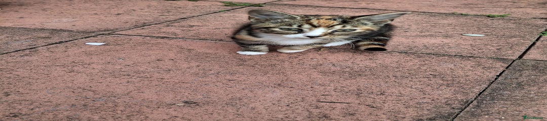 British Longhair Kitten 3