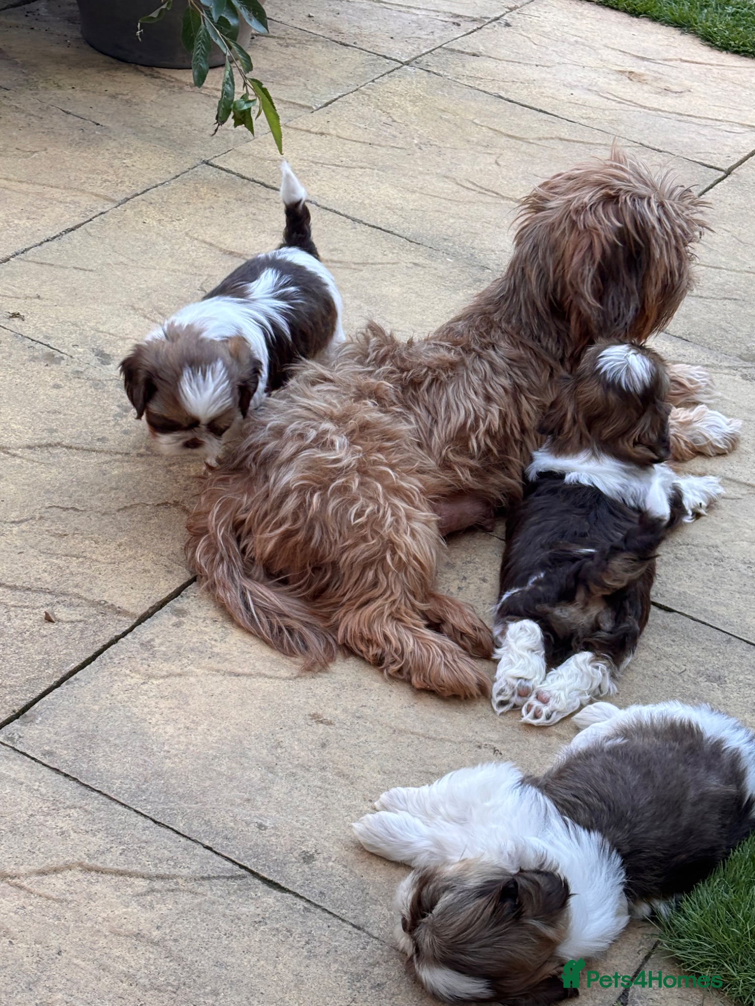 Shih Tzu dogs 3 gorgeous Imperial KarashishiShih Tzu puppies - Advert 2