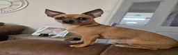Pomchi dogs for sale: Pomchi puppies  - Advert 3