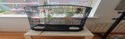 Parakeets birds for sale: **Beautiful Rare Mutation Red-Rumped Parakeet in London - Advert 2