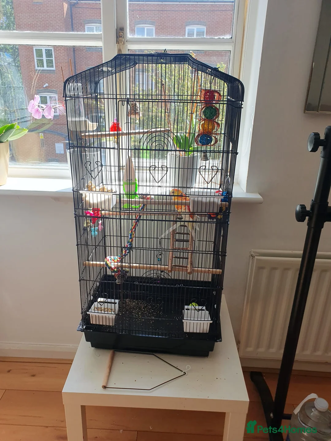 Parakeets birds for sale: **Beautiful Rare Mutation Red-Rumped Parakeet in London - Advert 2