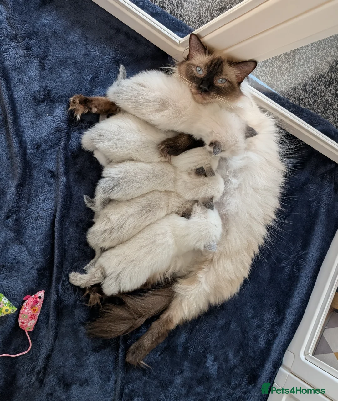 Ragdoll cats for sale: Beautiful Ragdoll Kittens  - Advert 1