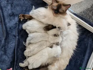 Ragdoll cats Beautiful Ragdoll Kittens - Advert 3