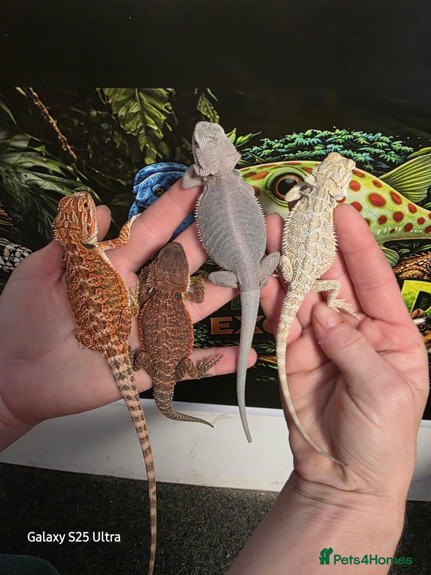 Bearded Dragon reptiles Bearded dragon at Wicked Exotics  - Advert 1