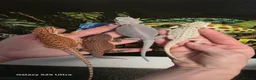 Bearded Dragon reptiles for sale: Bearded dragon at Wicked Exotics  - Advert 1