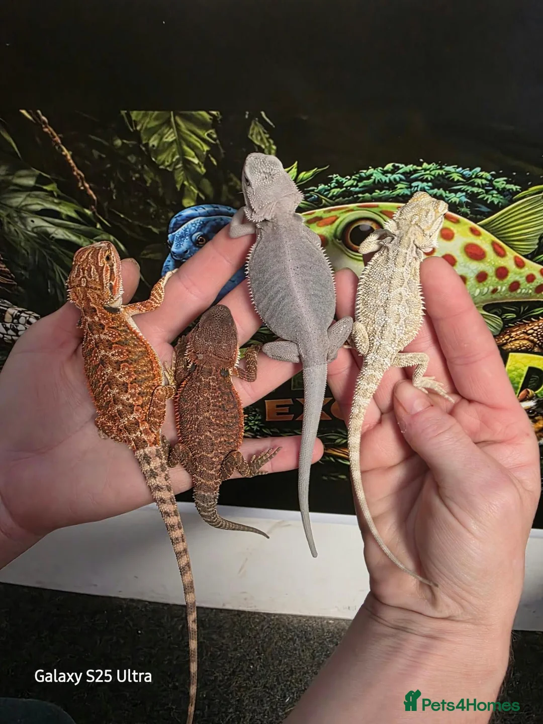 Bearded Dragon reptiles for sale: Bearded dragon at Wicked Exotics  - Advert 1