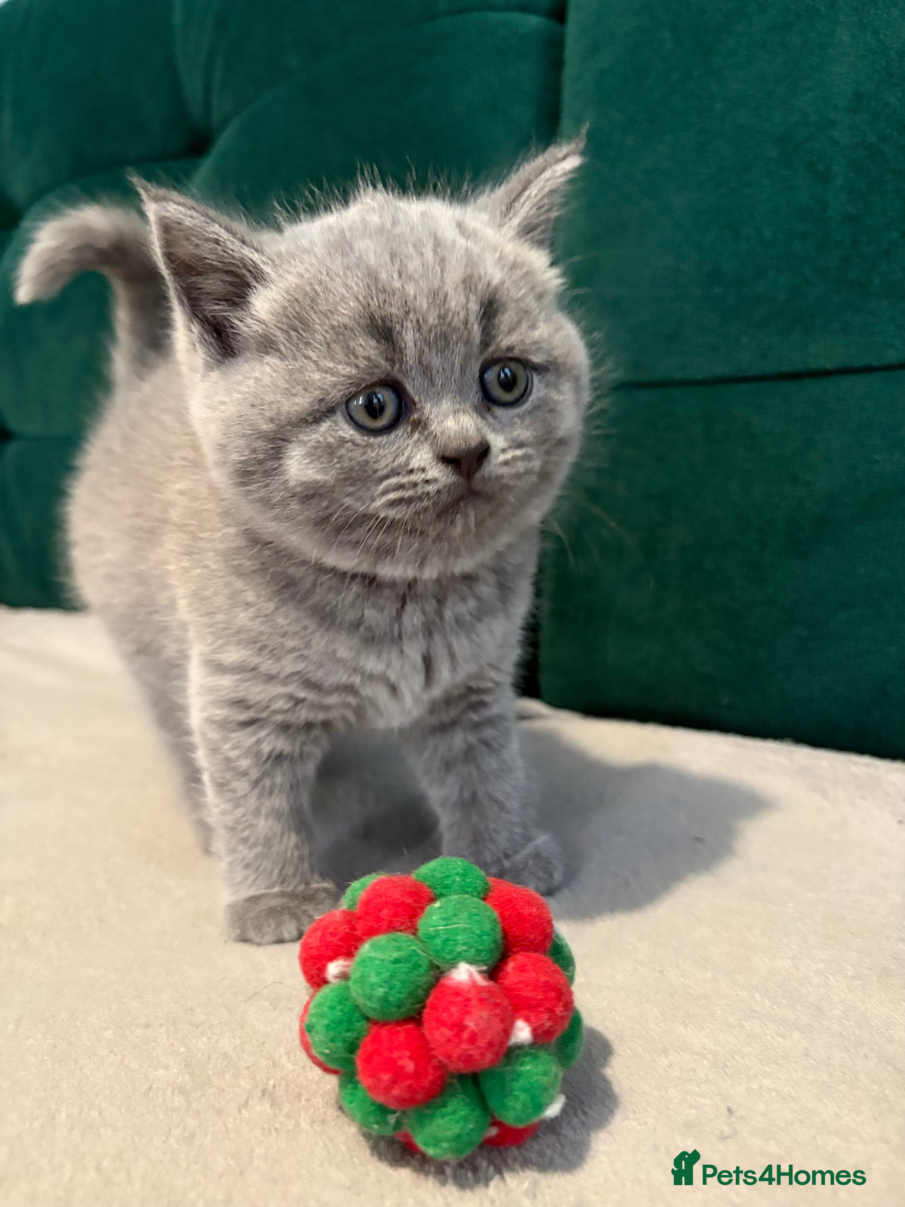 British Shorthair cats British shortcut - Advert 6