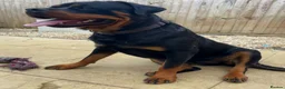Rottweiler dogs for sale: Top KC Registered Female Puppies - Advert 7