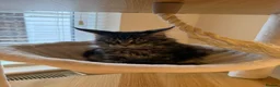 Maine Coon cats for sale: READY NOW last boy beautiful Maine Coon kittens - Advert 18