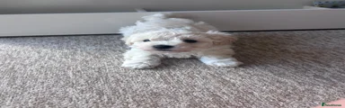 Maltipoo Puppy 2