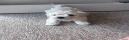 Maltipoo dogs for sale: Now ready for new homes.  - Advert 36