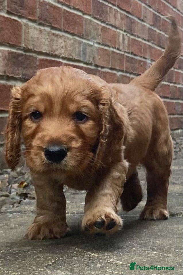 Cocker Spaniel dogs Beautiful Cockerspaniel Puppies For Sale - Advert 2