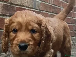 Cocker Spaniel dogs Beautiful Cockerspaniel Puppies For Sale - Advert 2