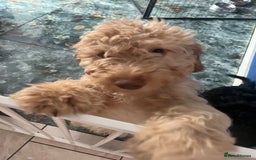Cockapoo dogs for sale: Cockapoo PUPPIES🐾🩵 in Leeds - Image 2