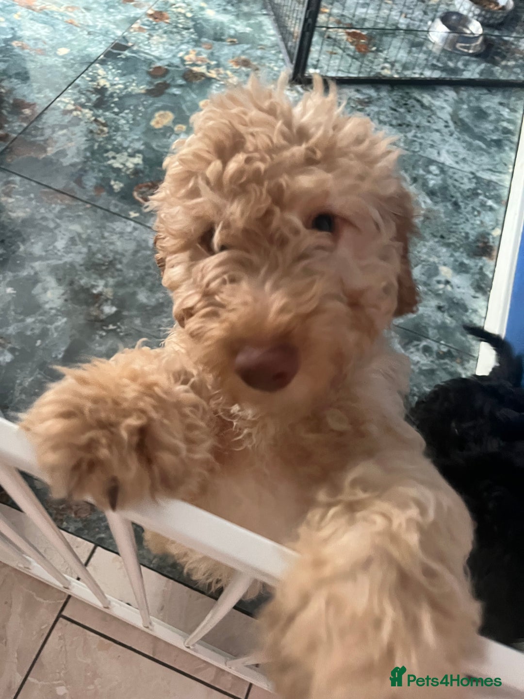Cockapoo dogs for sale: Cockapoo PUPPIES🐾🩵 in Leeds - Image 2