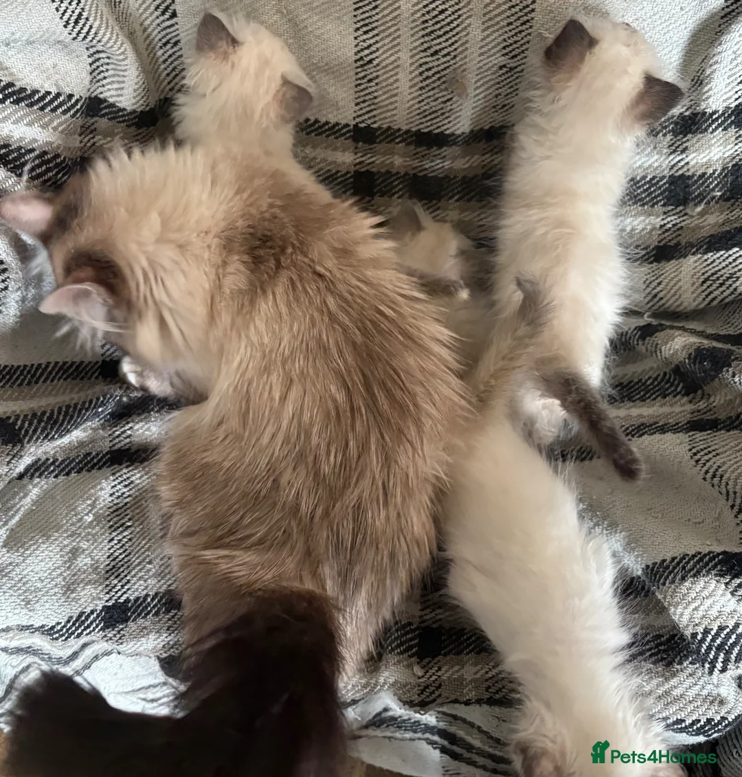Birman cats for sale: Adorable Birman kittens  in Keith - Advert 2