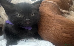 British Shorthair cats for sale: British shorthair kittens  - Image 6