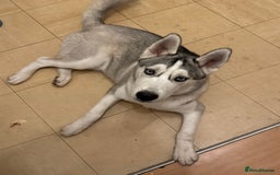 Siberian Husky dogs for sale: Friendly nature dog  - Image 1