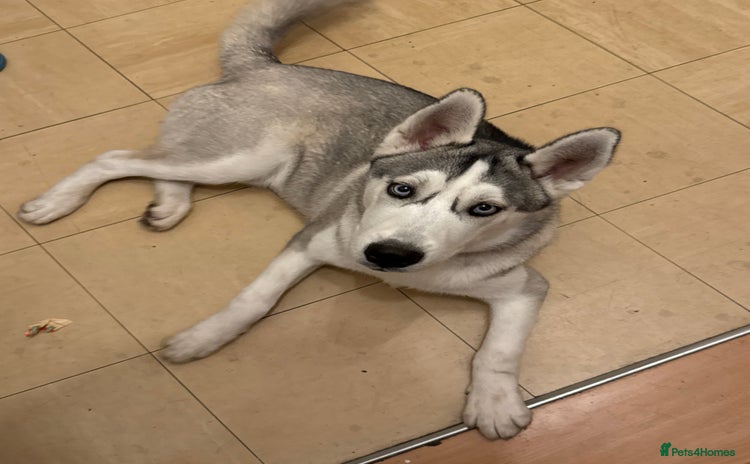 Siberian Husky dogs - Advert 1
