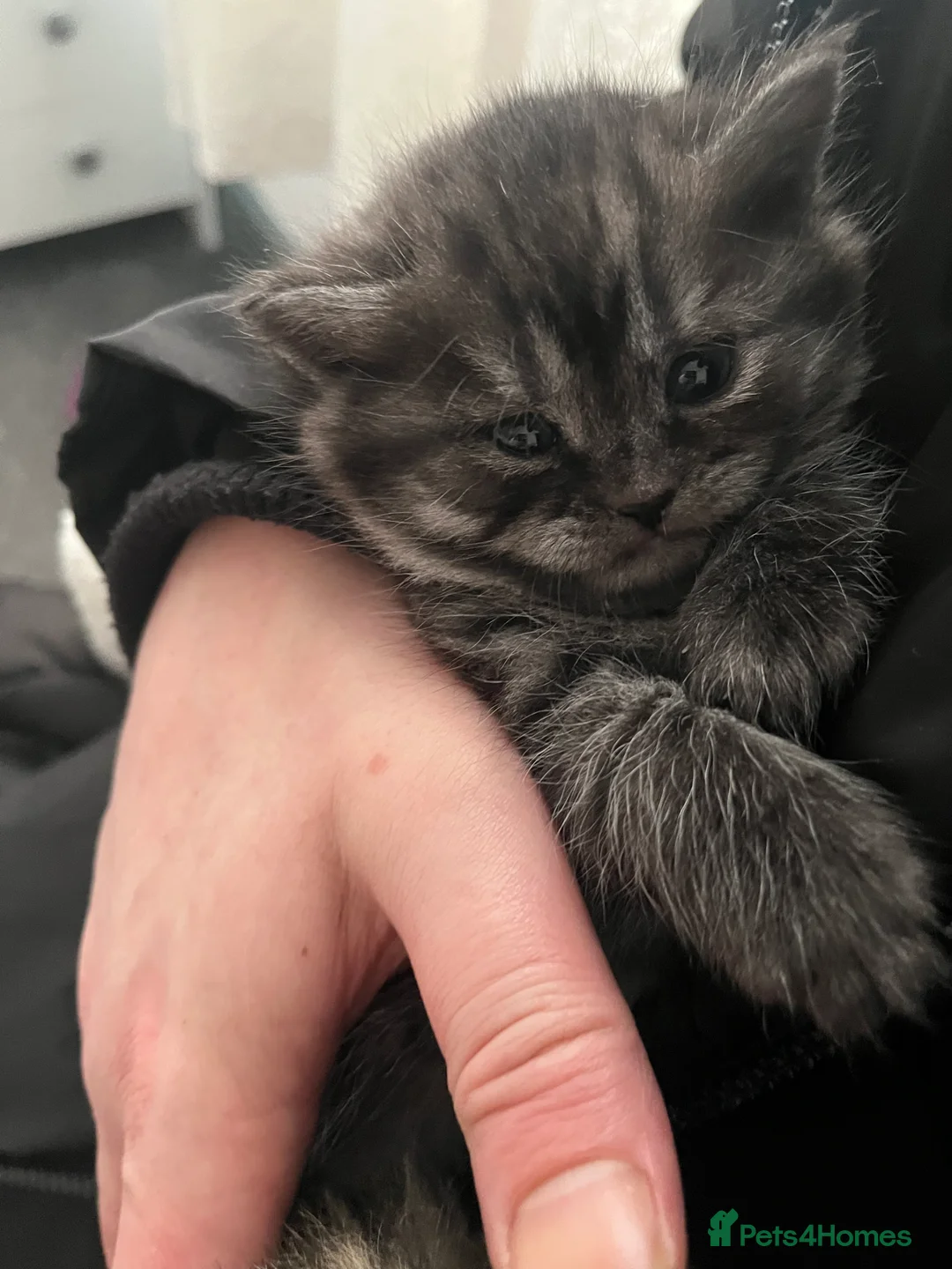 British Shorthair cats for sale: 3 beautiful kittens for sale Bsh/norwegian   - Advert 5