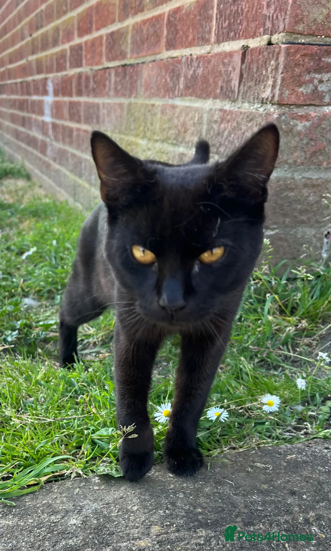 British Shorthair cats for adoption: Mini Panther! Rio - Advert 1