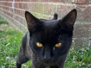 British Shorthair cats RESCUE Mini Panther! Rio 🖤 - Advert 3
