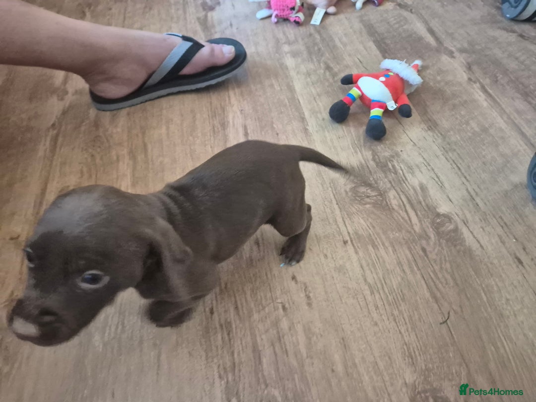 Staffordshire Bull Terrier dogs for sale: Staffie x Cockapoo puppies - Image 18