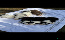 Australian Shepherd dogs for sale: KC registered Australian Shepard puppies - Image 7