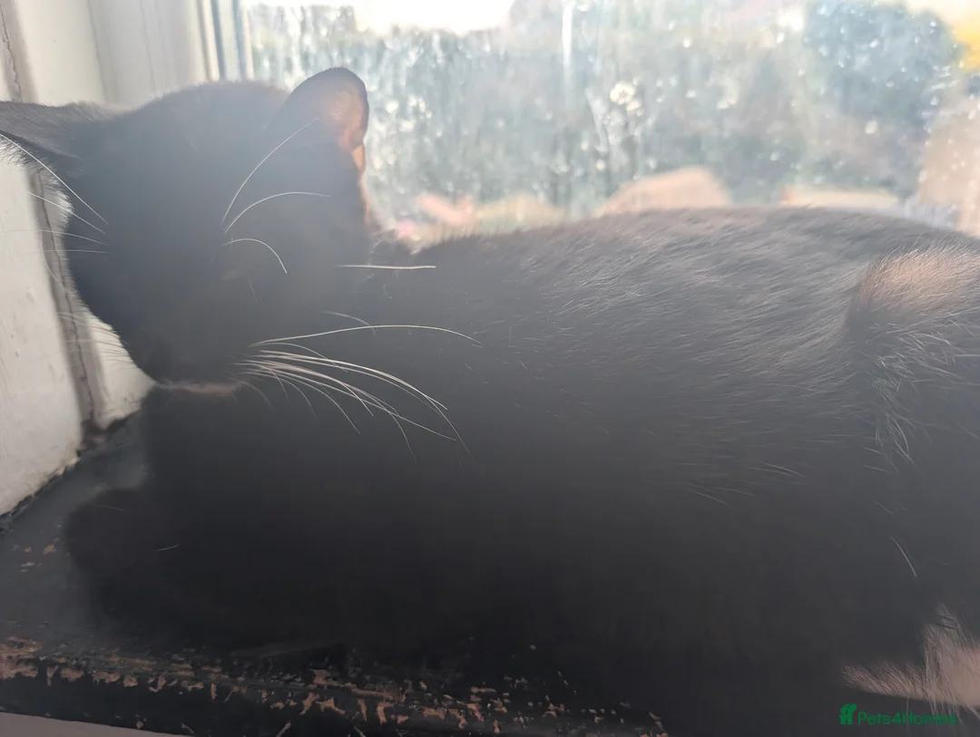 Mixed Breed cats for sale: 4 gorgeous boys  - Advert 9