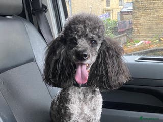 Miniature Poodle dogs Miniature poodle blue merle for stud in Bradford - Advert 10