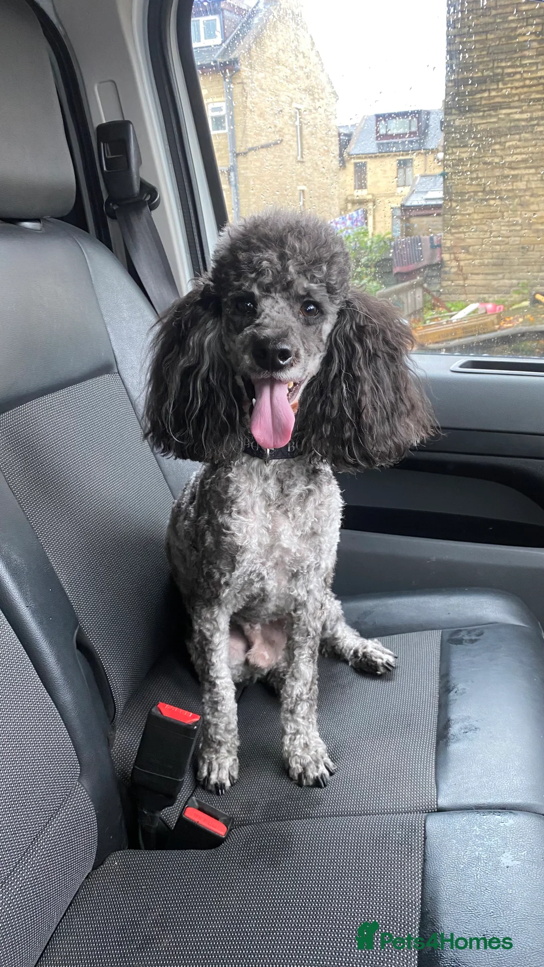 Miniature Poodle dogs for stud: Miniature poodle blue merle for stud in Bradford - Advert 1